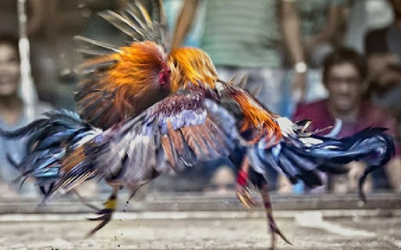 Những lưu ý quan trọng khi theo dõi các trận thi đấu gà