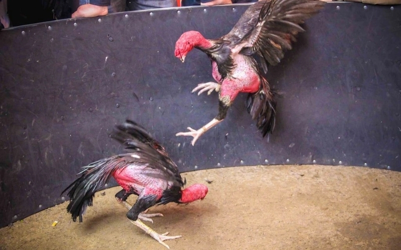 Phân tích kỹ thuật và lối đá của từng chiến kê